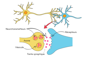Schéma des neurotransmetteurs